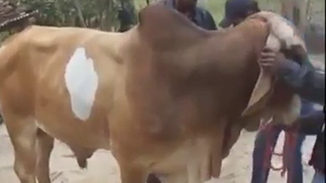 Приколы плохой наездник! смотреть онлайн