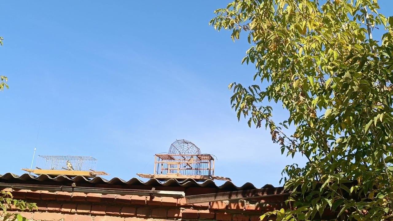 Ловля певчих птиц 18.09.2023. смотреть онлайн