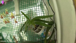 Орхидея Ванда Ламеллата ароматное цветение! Vanda lamellata!