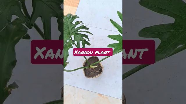 Xanadu plant  added in terrace garden. #newplants #terracegardening #growplants #nursery #repotting