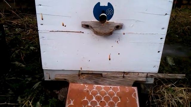 Облёт пчёл в феврале, 20.02.2022 года, 11:45 утра | Пчеловодство | Beekeeping смотреть онлайн