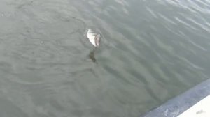 Jackson Dead Float 10.5 and perch