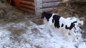 Бизнесмен из Челябинска надрессировал теленка Боню