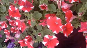 Петуния. Цветотерапия от Зеленого Ангела