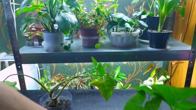 Комнатные цветы/СИНГОНИУМ/ черенкование, размножение