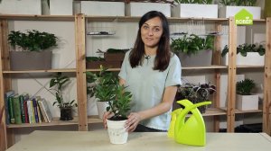 Лавр: как правильно ухаживать и пересадить