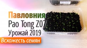 Всхожесть семян Павловнии гибрид Pao Tong Z07 Урожай 2019