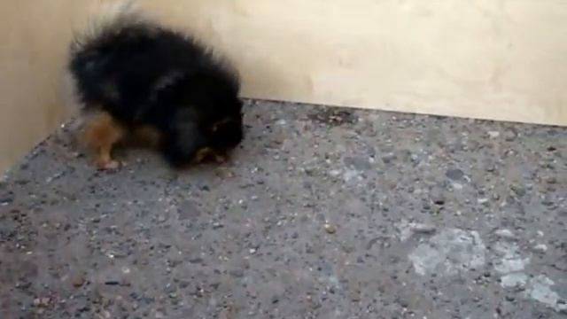 Шпициха черно-подпалого окраса резвиться смотреть онлайн