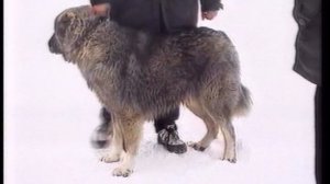 1997_Мегион_ Выставка собак