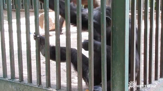 Шимпанзе в Гаванском зоопарке - Сhimpanzee in zoo смотреть онлайн
