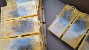 Получаем  плодных маток  - карника  с  Майкопского  пчелопитомника .