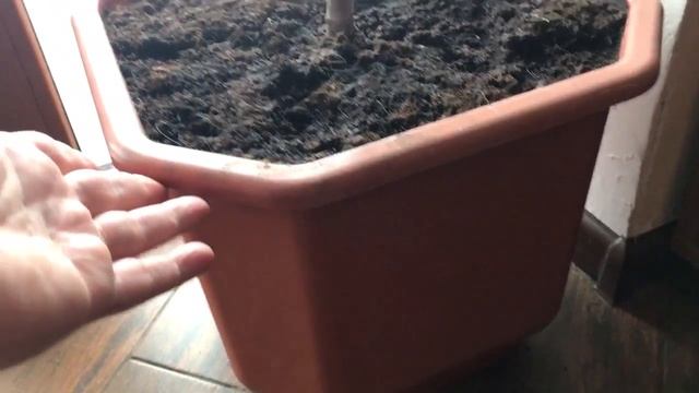 Лонган восьмилетний в комнатных условиях Украины 2017 год смотреть онлайн