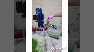 Лучшая соковыжималка для витграсса