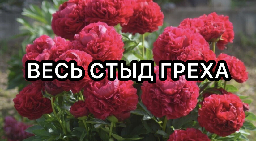 Грех и стыд