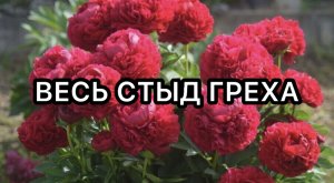 ВЕСЬ СТЫД ГРЕХА ХРИСТИАНСКИЙ СТИХ