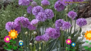 Армерия ложноармерия Балерина Пёпл Роуз. Краткий обзор, описание armeria Ballerina Purple Rose