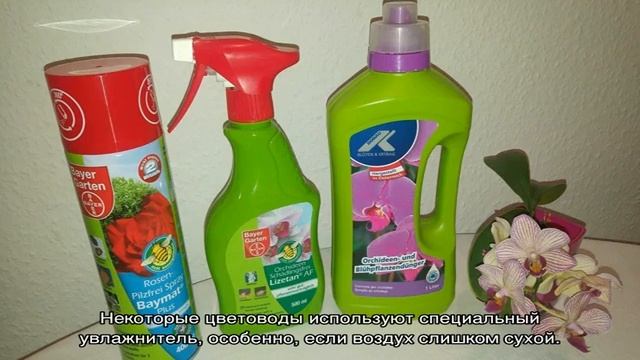 Синяя орхидея — описание, сорта, уход смотреть онлайн