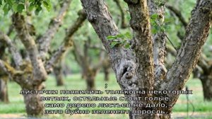 Сохнет слива: что делать
