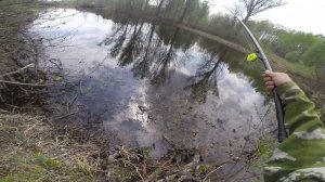 Рыба гольян озёрный, видео rybachil.ru