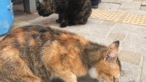 В Анапе любят котиков.