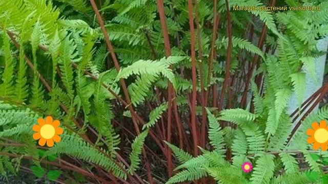 Кочедыжник женский Леди ин Ред. Краткий обзор, описание athyrium frizelliae Lady in red