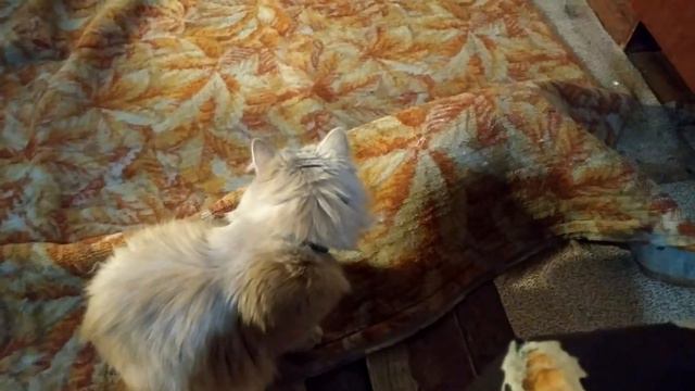 ДЕНЬ МАТЕРИ 2019 И КОШАЧЬИ ТЫГЫДЫКИ. смотреть онлайн