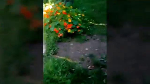 какую траву можно давать морским свинкам и несколько советов смотреть онлайн