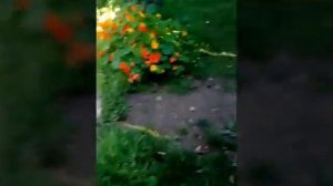 какую траву можно давать морским свинкам и несколько советов