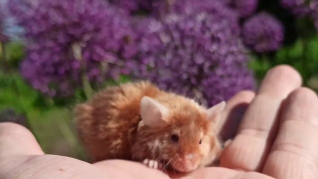 Декоративная мышка тексель сатин, мальчик, золотой смотреть онлайн