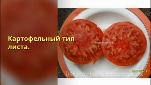Сорта для теплиц Томат
