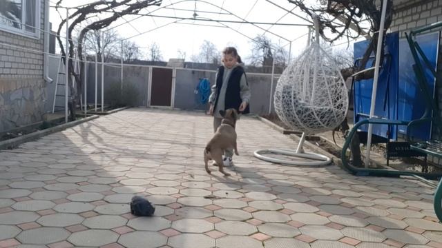 Дрессировка.Как научить собаку команде,,КО МНЕ" смотреть онлайн