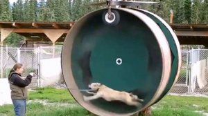 Беговая дорожка для собаки