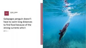 Galapagos Penguin Facts For Kids – Amazing Information Will Shock Your Mind