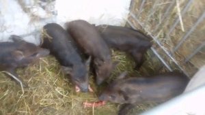 поросята едят мясо