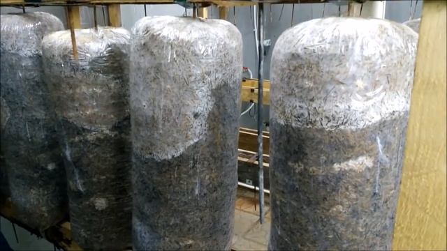 Почему мицелий не колонизирует грибной блок смотреть онлайн