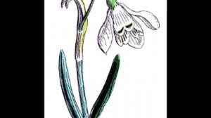 Иван Бунин — Подснежник