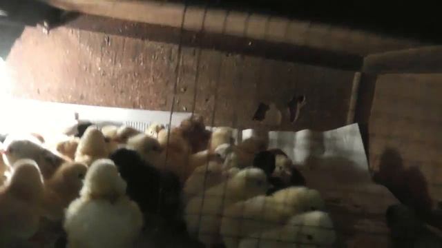 Инкубация Радонита.  Вывод. смотреть онлайн