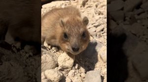 Даман - интересные факты