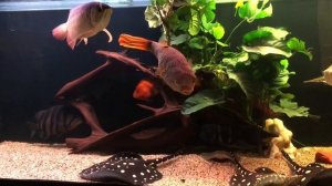 Аквариум с экзотической рыбой (Скаты Арованы тетрадон Щука Окунь Жираф)