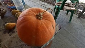 НУ НЕ ЛЮБИТ ОН ЕЕ? БУДУТ ЛИ КУШАТЬ ТАКОЕ? ПРОДОЛЖАЕМ УБИРАТЬ НЕ НУЖНЫЕ ДЕРЕВЬЯ?