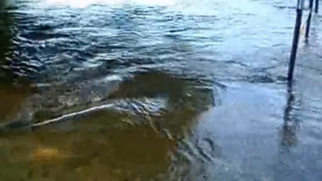 Остёр р. Десна смотреть онлайн