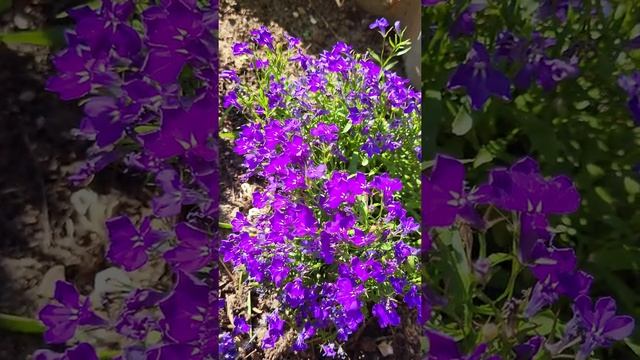 Синие цветы на нашей даче. Волгоград смотреть онлайн