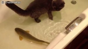 Кот и рыба в одной ванной