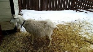 Как купить хорошую козу.