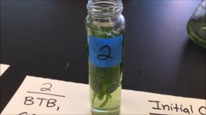 Photosynthesis video lab: Elodea & Bromothymol blue