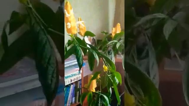 Пахистахис (Pachystachys) смотреть онлайн