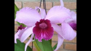 Laelia (Cattleya) tenebrosa,  purpurata e pekavensis.