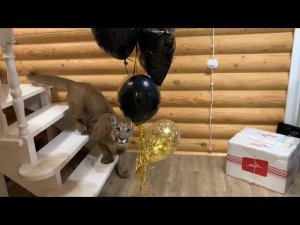Месси стащил Сашин подарок!