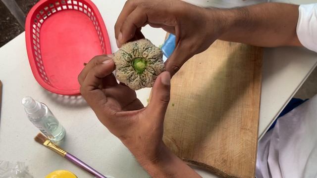 [ENG SUB] How To De-graft Cactus | DIY | Plant with Me смотреть онлайн