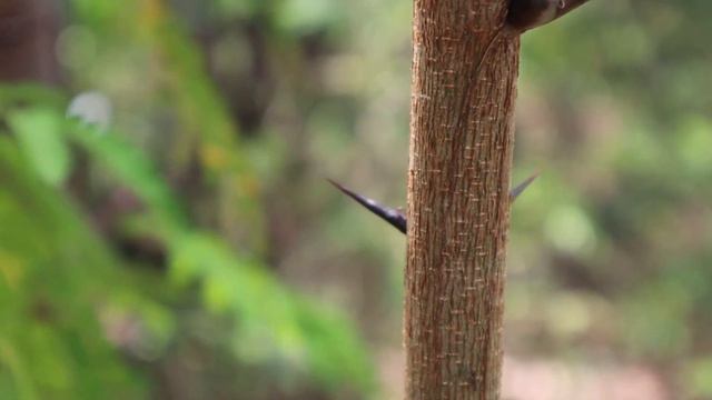 A Tree with its Own Private Army | Bullhorn Acacia смотреть онлайн